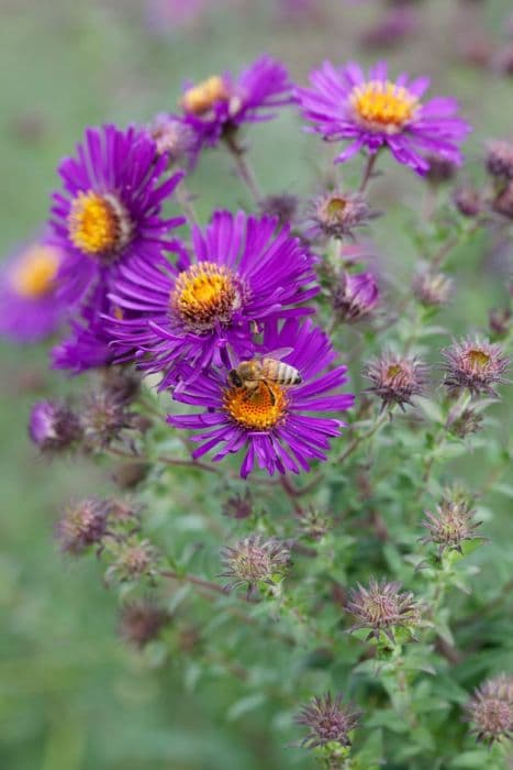 New England aster 'Violetta'