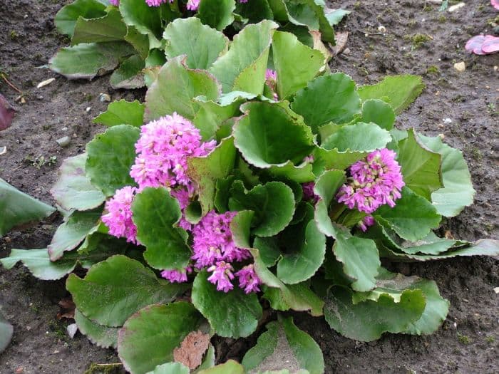 elephant's ears 'Rietheim'