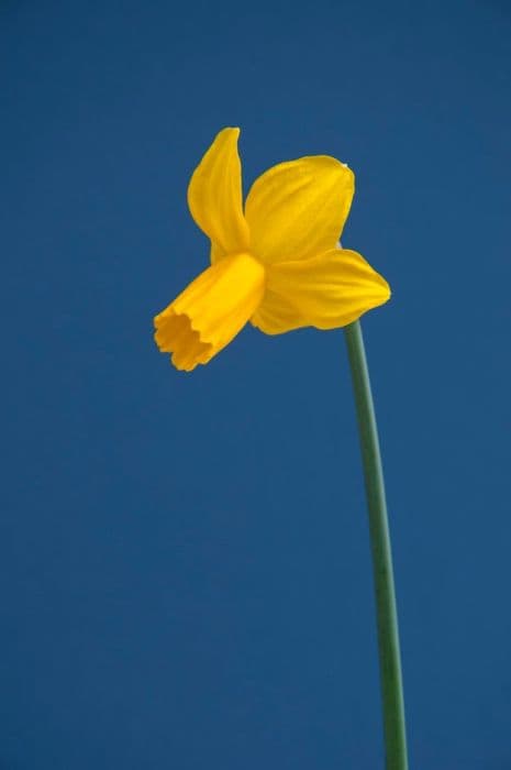Daffodil 'Hummingbird'