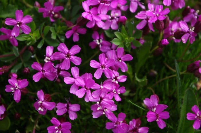 moss campion