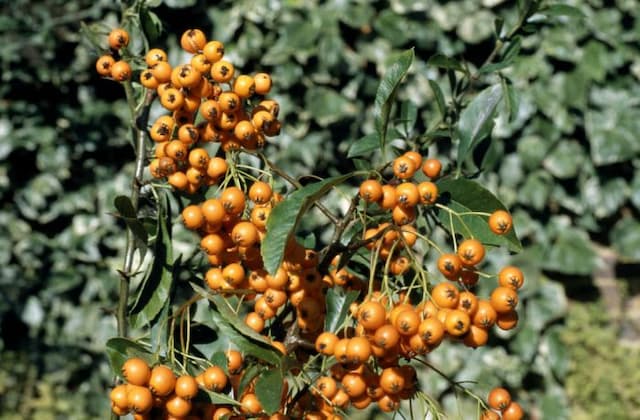 Firethorn 'Golden Charmer'