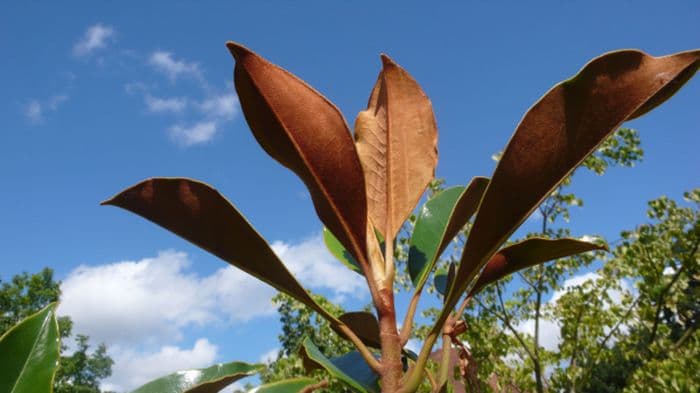 evergreen magnolia 'Kay Parris'