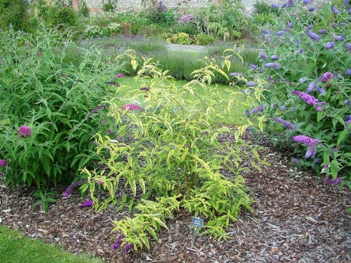 butterfly bush 'Santana'