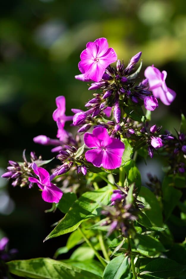 Perennial phlox