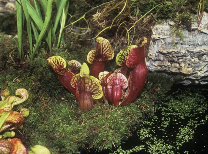 common pitcher plant