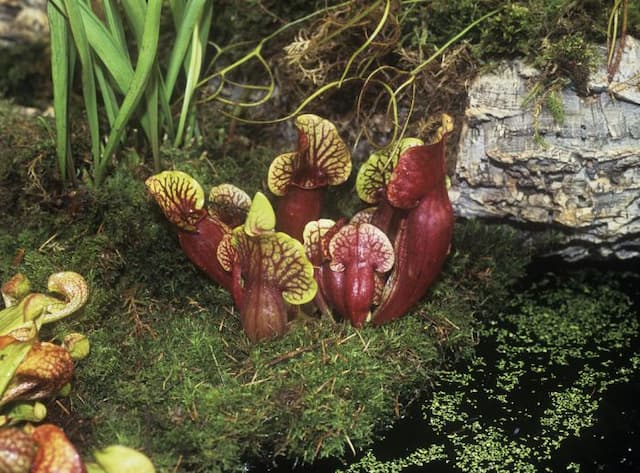 Common pitcher plant