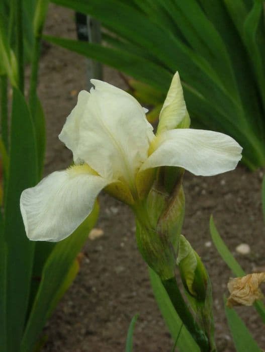 iris 'Robin Goodfellow'