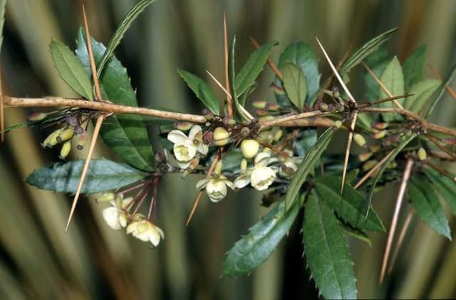 Wintergreen barberry