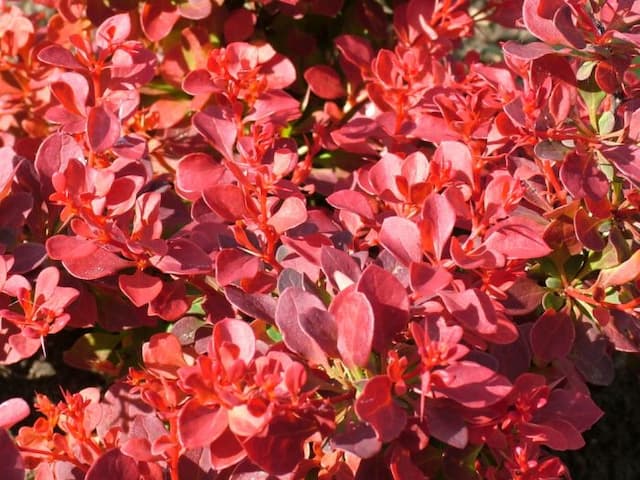 Japanese barberry 'Fireball'