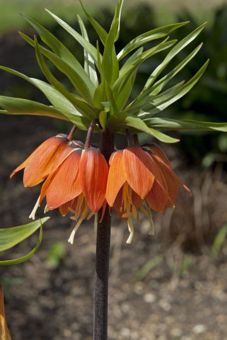 crown imperial 'Garland Star'