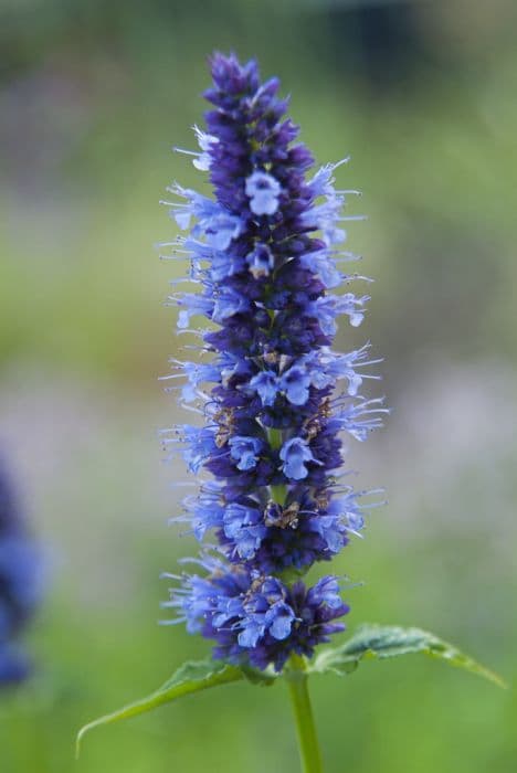 giant hyssop 'Blackadder'