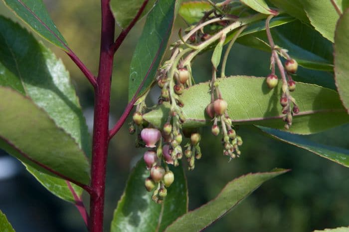 hybrid strawberry tree 'Marina'