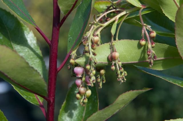 Hybrid strawberry tree 'Marina'