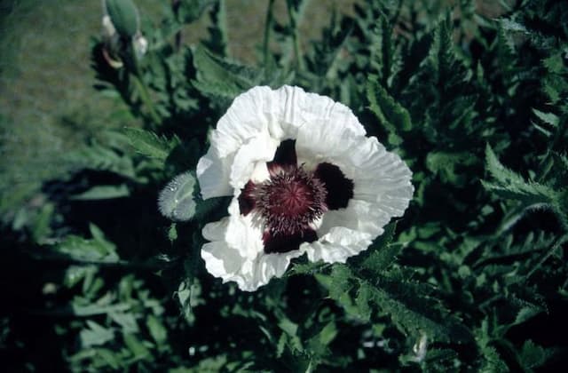 Oriental poppy 'Black and White'