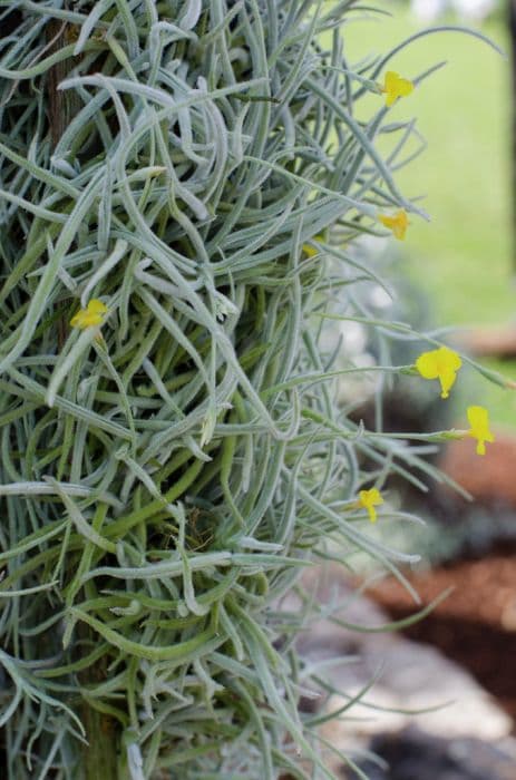 citron-yellow air plant