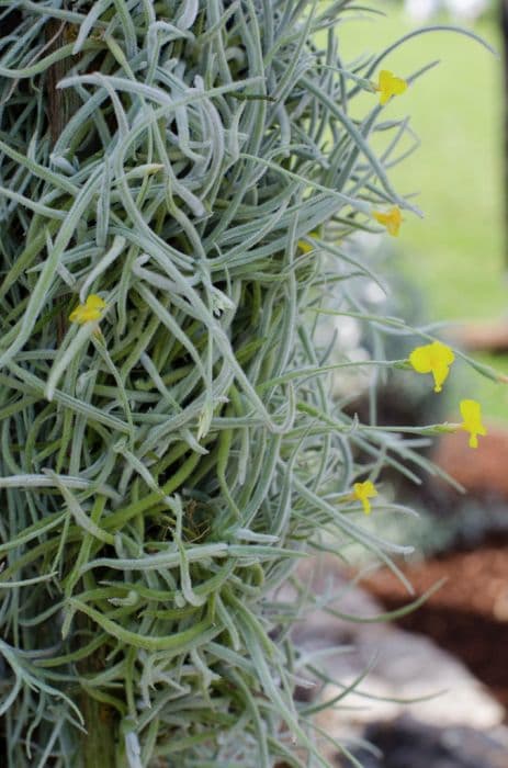 Citron-yellow air plant