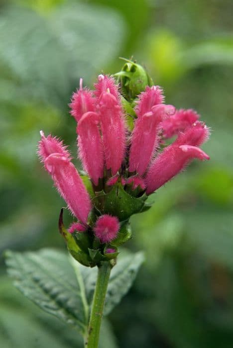 fuzzy Bolivian sage