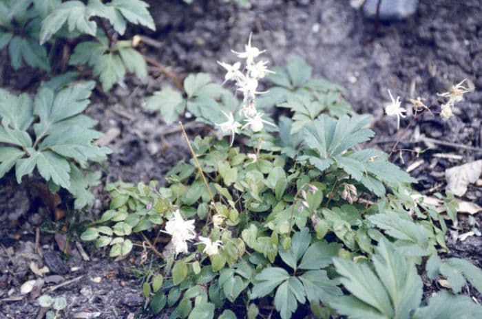 dwarf large-flowered barrenwort