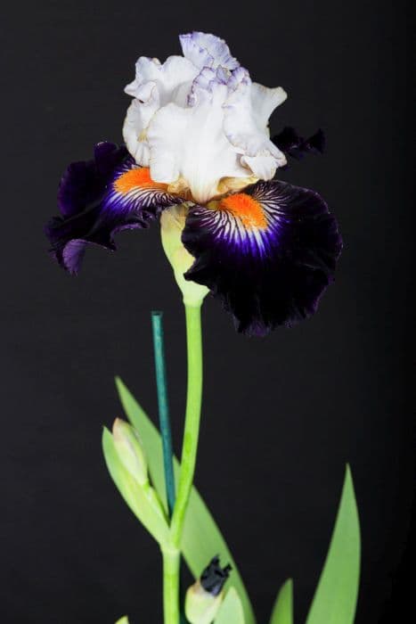 iris 'Terre À Silex'