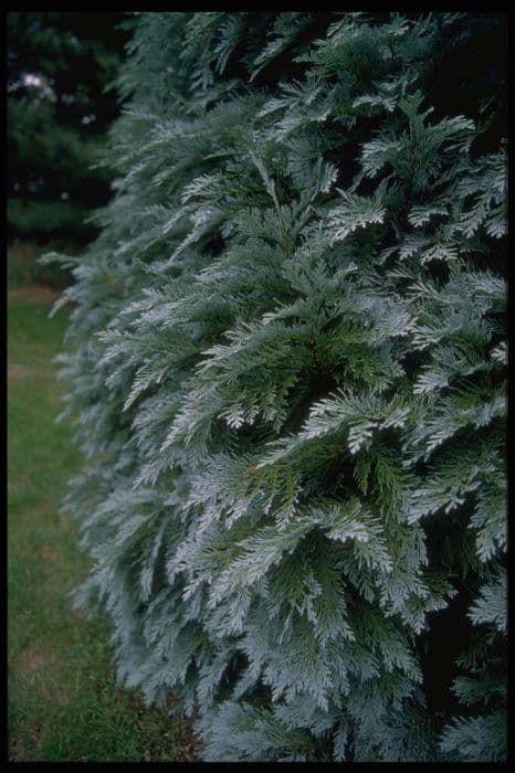 Lawson's cypress 'Pembury Blue'