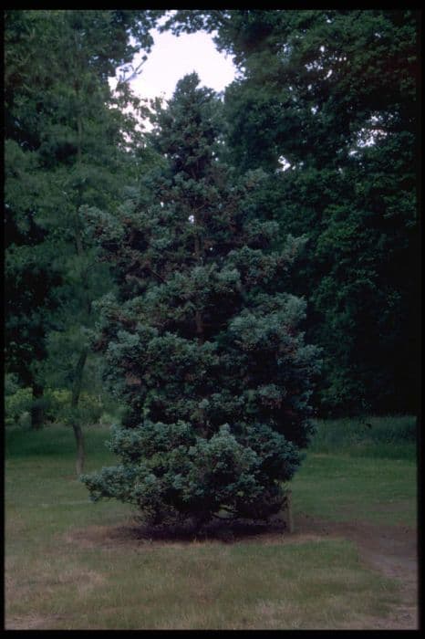 Sawara cypress 'Boulevard'