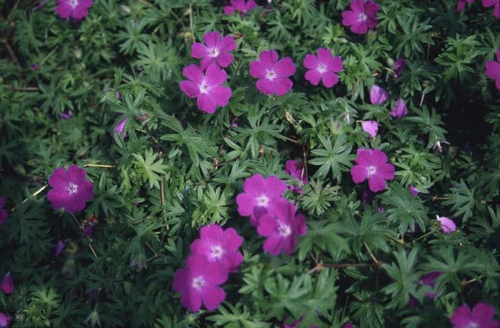 bloody cranesbill