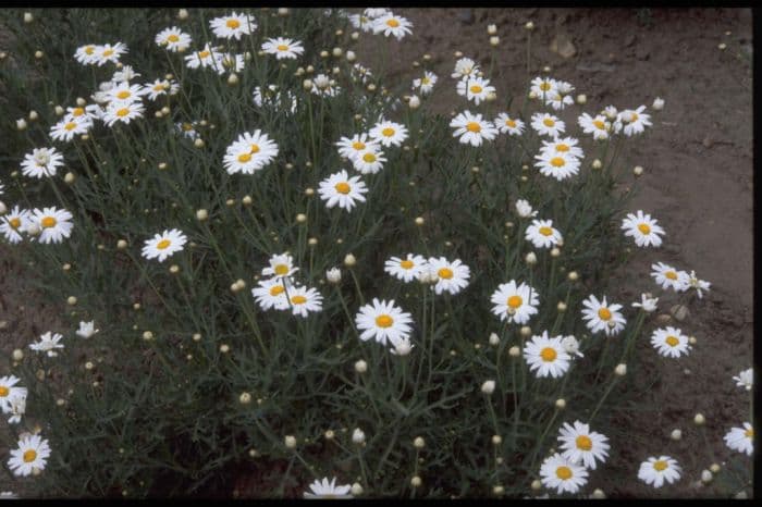 marguerite 'Whiteknights'