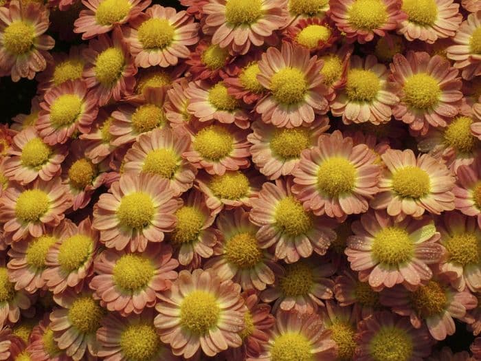 chrysanthemum 'Boulevard Bronze'