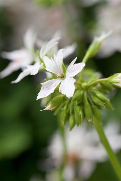 pelargonium 'Vectis Glitter'