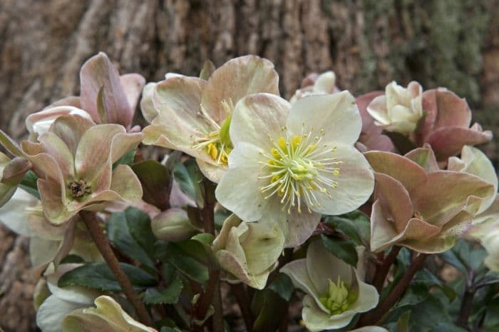 hellebore [HGC Cinnamon Snow]