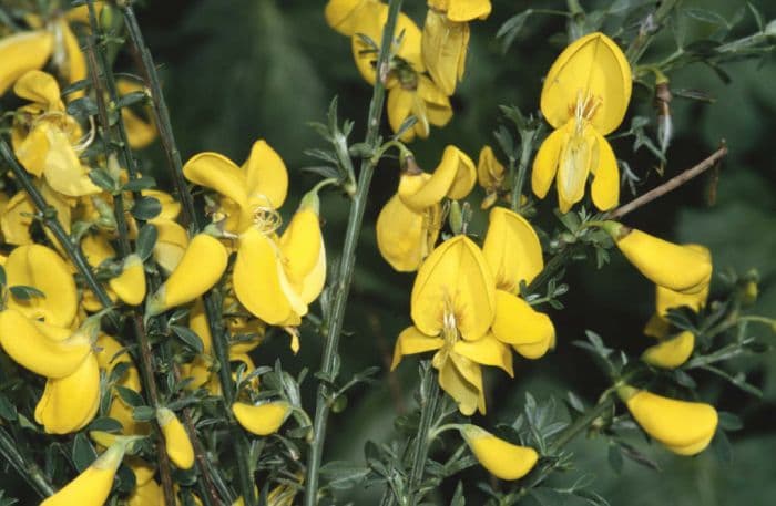 common broom