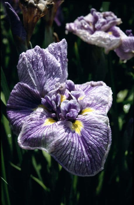 Japanese water iris 'Lasting Pleasure'