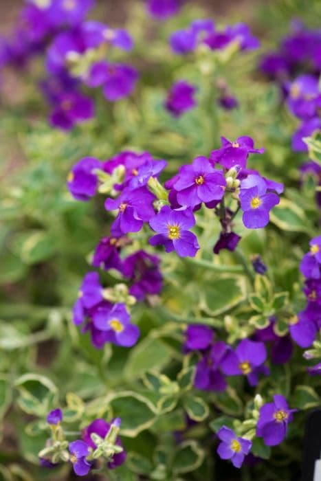 aubrieta 'Doctor Mules Variegata'