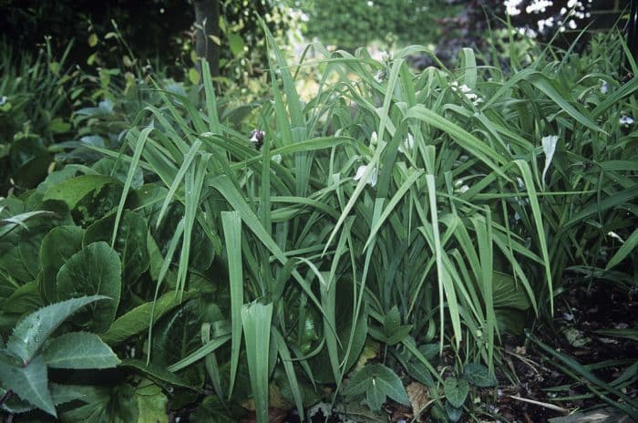 spider lily 'Bilberry Ice'