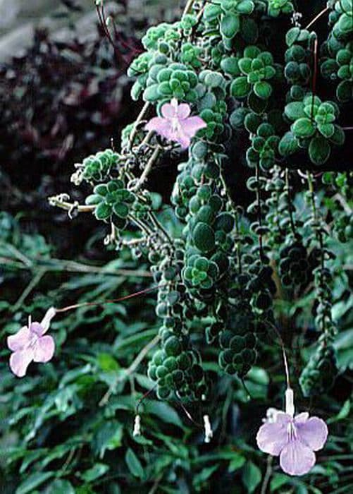 False African violet