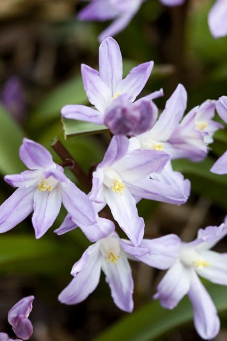 squill 'Pink Giant'