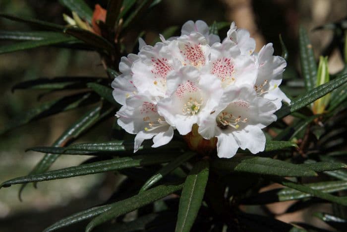 mountain rolled-leaf rhododendron