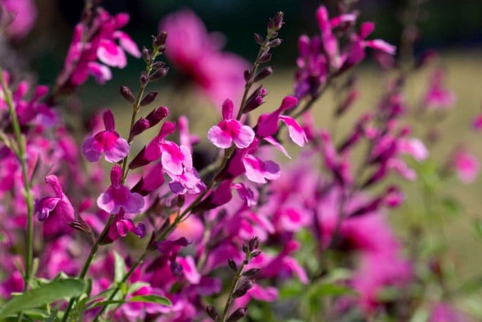 autumn sage 'Icing Sugar'