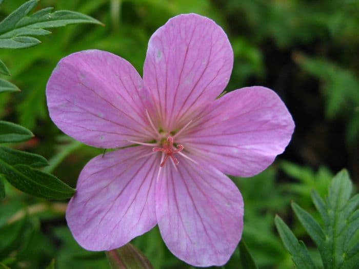 cranesbill 'Kashmir Pink'