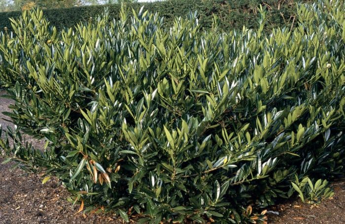 cherry laurel 'Otto Luyken'