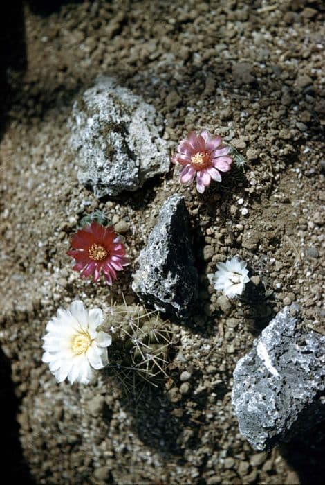 Quehla chin cactus