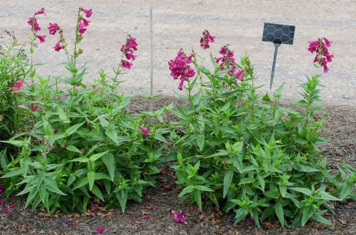penstemon 'Razzle Dazzle'