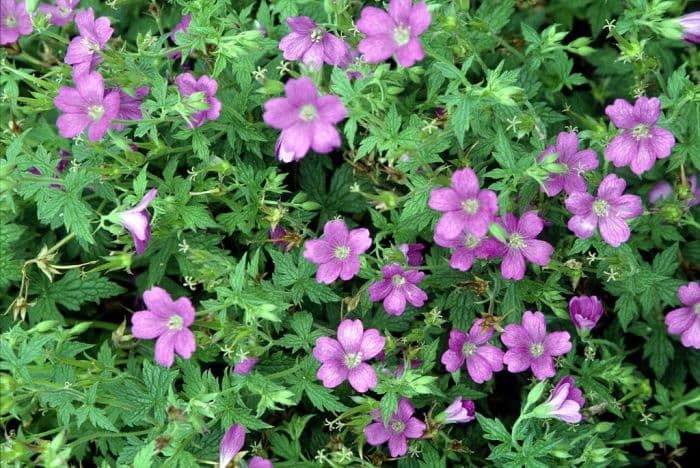 cranesbill 'Beholder's Eye'