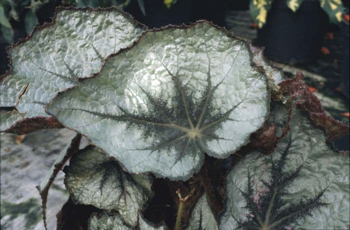 begonia 'Mikado'