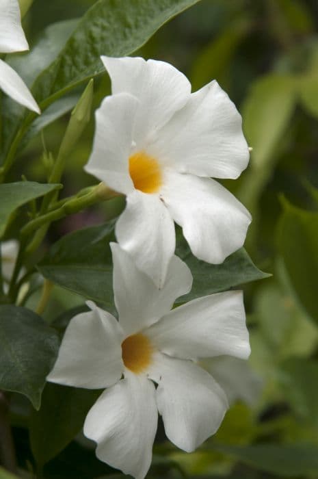 white mandevilla