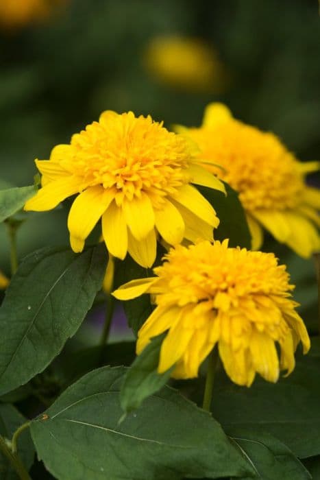 sunflower 'Double Whammy'