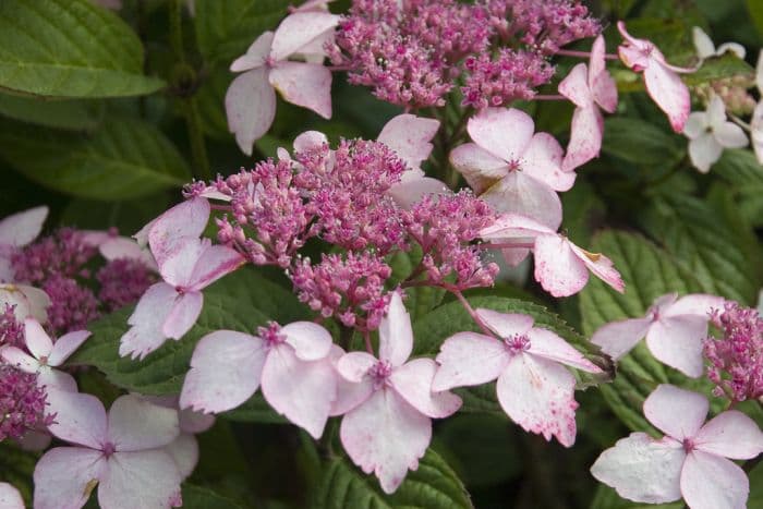 hydrangea 'Grayswood'