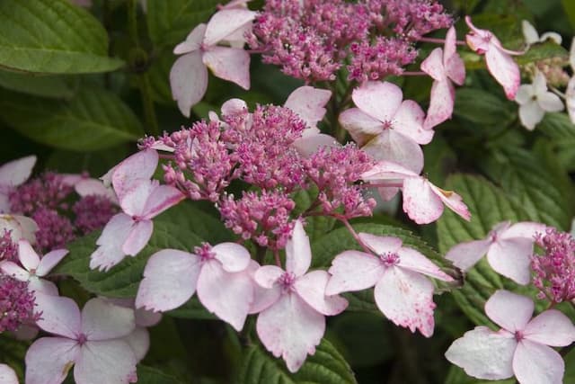 Hydrangea 'Grayswood'