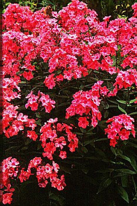 perennial phlox 'Windsor'