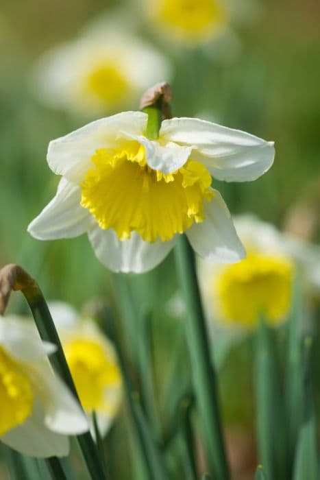 daffodil 'Ice Follies'